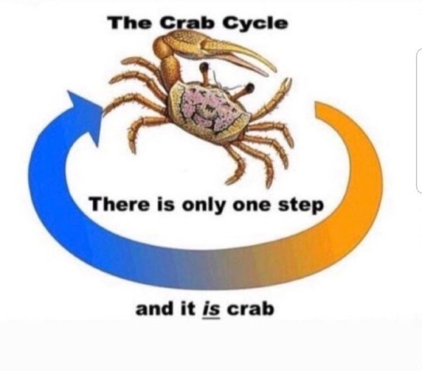 crab cycle - The Crab Cycle There is only one step and it is crab