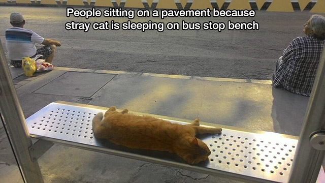 cat sleeping bench - People sitting on a pavement because stray cat is sleeping on bus stop bench
