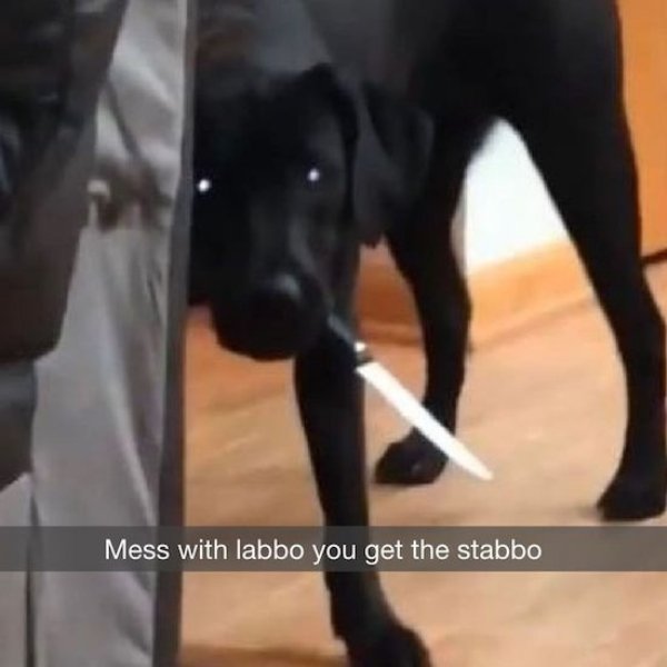 Internet meme - Mess with labbo you get the stabbo