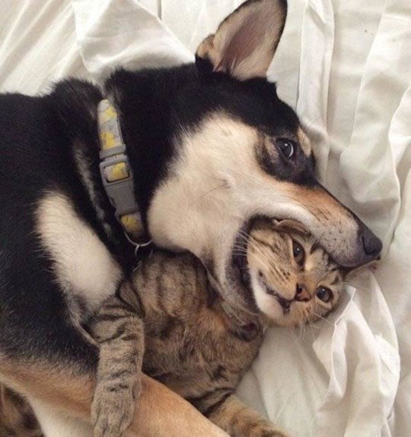 cat playing with dog