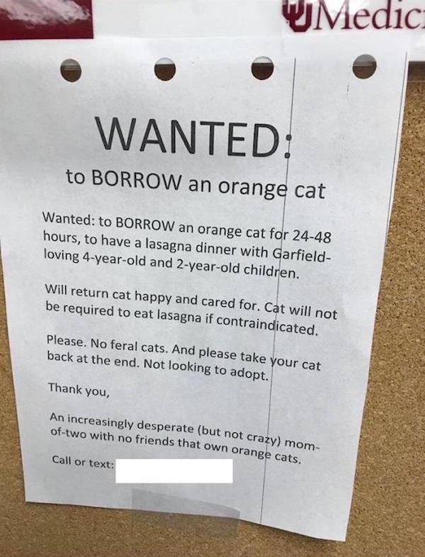 wanted to borrow an orange cat - UMedic Wanted to Borrow an orange cat Wanted to Borrow an orange cat for 2448 hours, to have a lasagna dinner with Garfield loving 4yearold and 2yearold children. Will return cat happy and cared for. Cat will not be requir