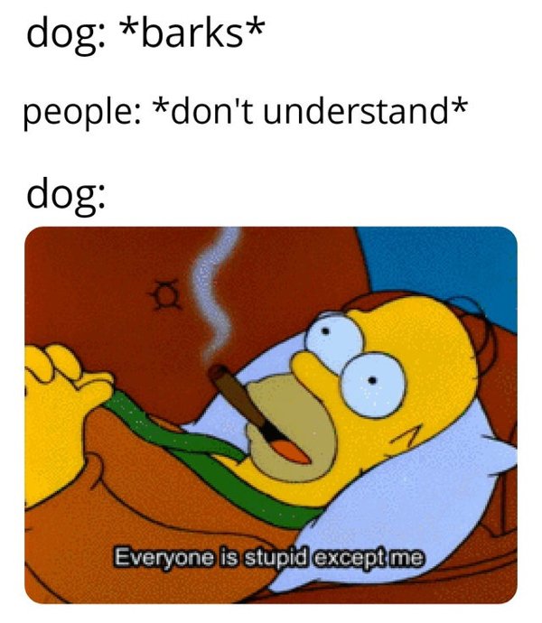 everyone is stupid but me - dog barks people don't understand dog Everyone is stupid except me