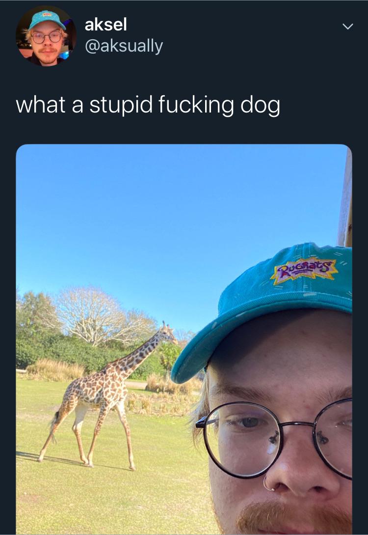 giraffe - aksel what a stupid fucking dog Dogc