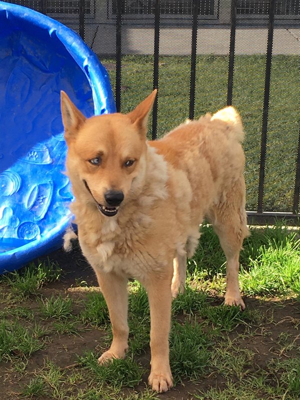 canaan dog -