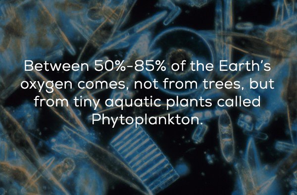 gulf mexico phytoplankton - Between 50%85% of the Earth's oxygen comes, not from trees, but from tiny aquatic plants called Phytoplankton.