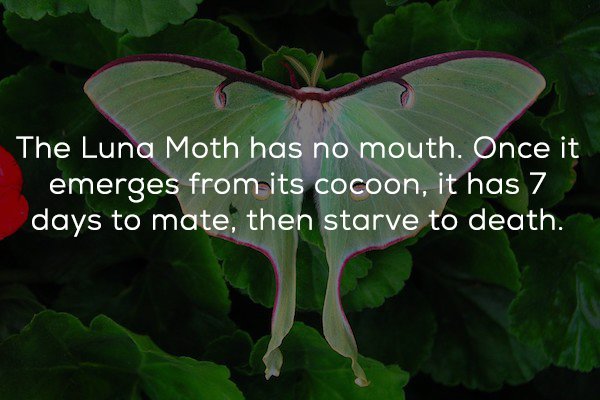 moth lunar - The Luna Moth has no mouth. Once it emerges from its cocoon, it has 7 days to mate, then starve to death.