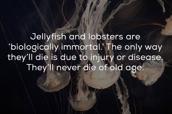 Vancouver Aquarium - Jellyfish and lobsters are biologically immortal. The only way they'll die is due to injury or disease. They'll never die of old age.