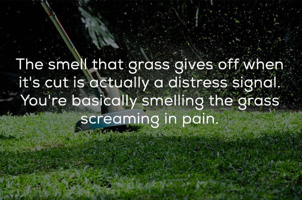 everything there is a season - The smell that grass gives off when it's cut is actually a distress signal. You're basically smelling the grass screaming in pain.