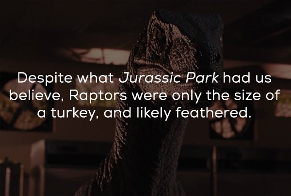 photo caption - Despite what Jurassic Park had us believe, Raptors were only the size of a turkey, and ly feathered.