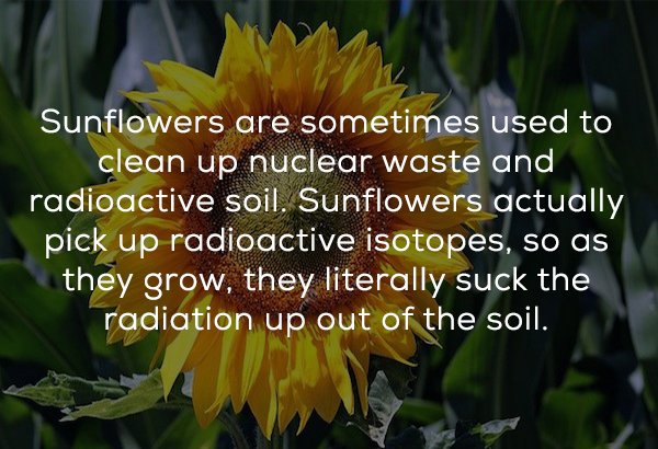 ibm power systems - Sunflowers are sometimes used to clean up nuclear waste and radioactive soil. Sunflowers actually pick up radioactive isotopes, so as they grow, they literally suck the radiation up out of the soil.