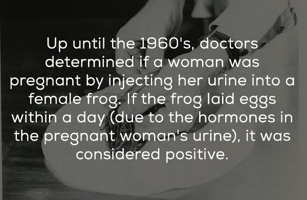 t dot flirtz - Up until the 1960's, doctors determined if a woman was pregnant by injecting her urine into a female frog. If the frog laid eggs within a day due to the hormones in the pregnant woman's urine, it was considered positive.