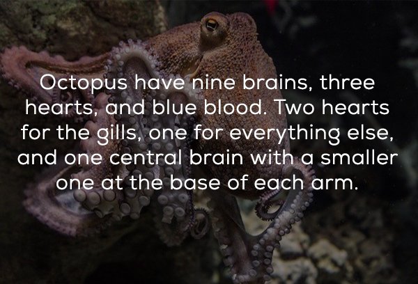 octopus - Octopus have nine brains, three hearts, and blue blood. Two hearts for the gills, one for everything else, and one central brain with a smaller one at the base of each arm.