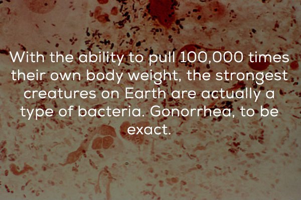 love - With the ability to pull 100,000 times their own body weight, the strongest creatures on Earth are actually a type of bacteria. Gonorrhea, to be exact.