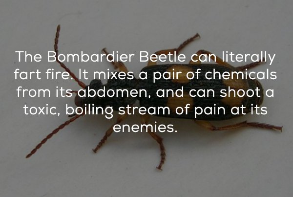 bombardier beetle - The Bombardier Beetle can literally fart fire. It mixes a pair of chemicals from its abdomen, and can shoot a toxic, boiling stream of pain at its enemies.