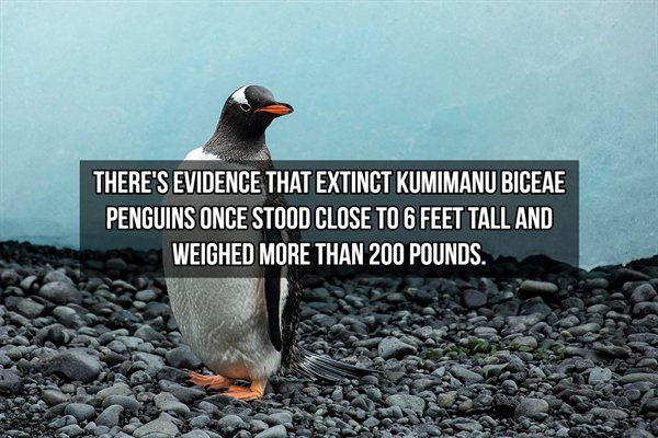 island penguins - There'S Evidence That Extinct Kumimanu Biceae Penguins Once Stood Close To 6 Feet Tall And Weighed More Than 200 Pounds.