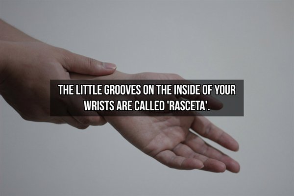 The Little Grooves On The Inside Of Your Wrists Are Called 'Rasceta'.