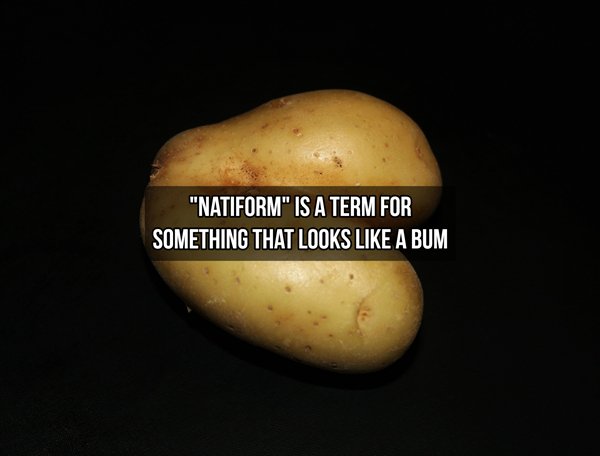 yukon gold potato - "Natiform" Is A Term For Something That Looks A Bum