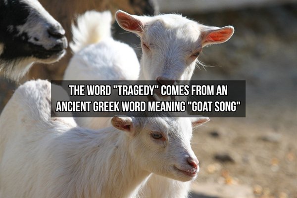 goat - The Word "Tragedy" Comes From An Ancient Greek Word Meaning "Goat Song"
