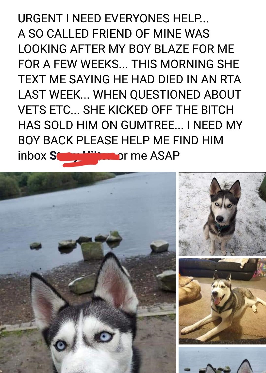 siberian husky - Urgent I Need Everyones Help... A So Called Friend Of Mine Was Looking After My Boy Blaze For Me For A Few Weeks... This Morning She Text Me Saying He Had Died In An Rta Last Week... When Questioned About Vets Etc... She Kicked Off The Bi