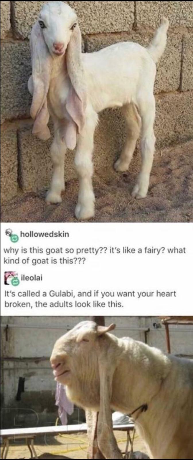 gulabi goat - hollowedskin why is this goat so pretty?? it's a fairy? what kind of goat is this??? F ileolai It's called a Gulabi, and if you want your heart broken, the adults look this.