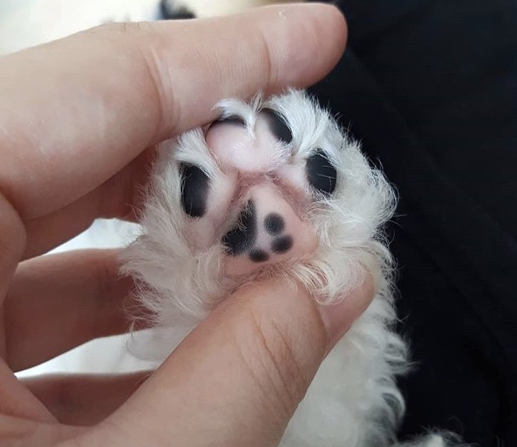 cats bean toes