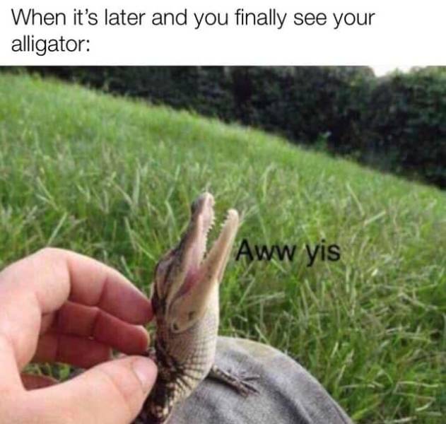 see you later alligator meme - When it's later and you finally see your alligator Aww yis .