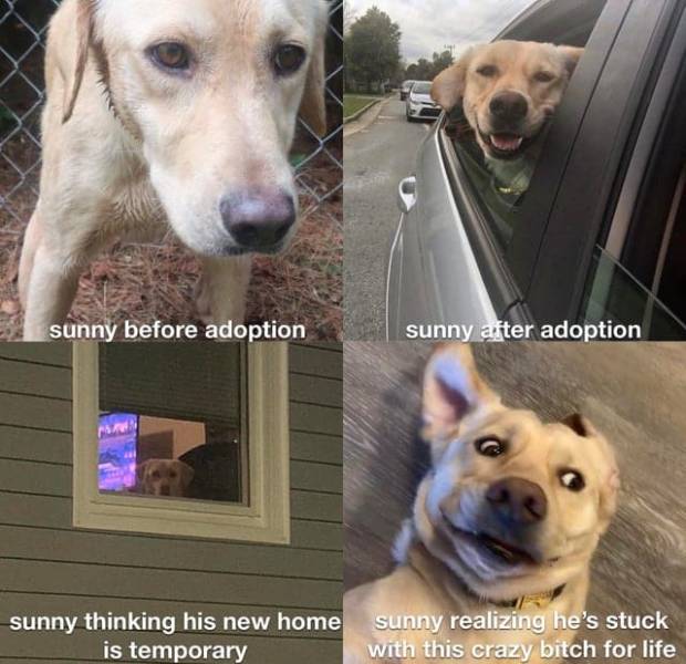 photo caption - sunny before adoption sunny after adoption sunny thinking his new home is temporary sunny realizing he's stuck with this crazy bitch for life