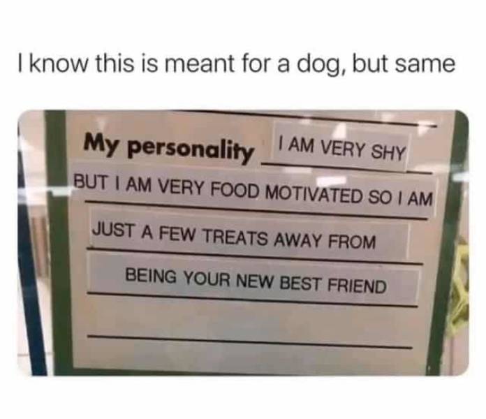 my personality memes - I know this is meant for a dog, but same My personality Am Very Shy But I Am Very Food Motivated So I Am Just A Few Treats Away From Being Your New Best Friend