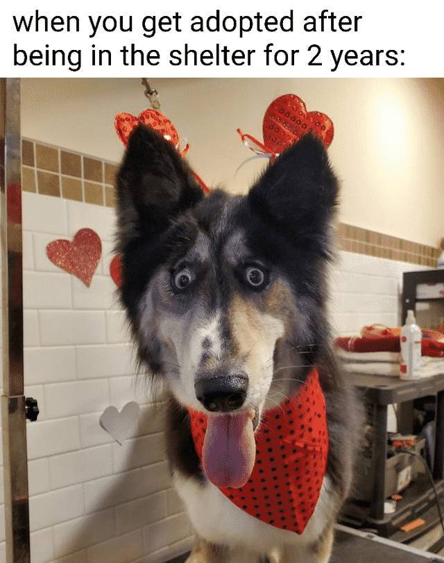 husky with weird eyes - when you get adopted after being in the shelter for 2 years