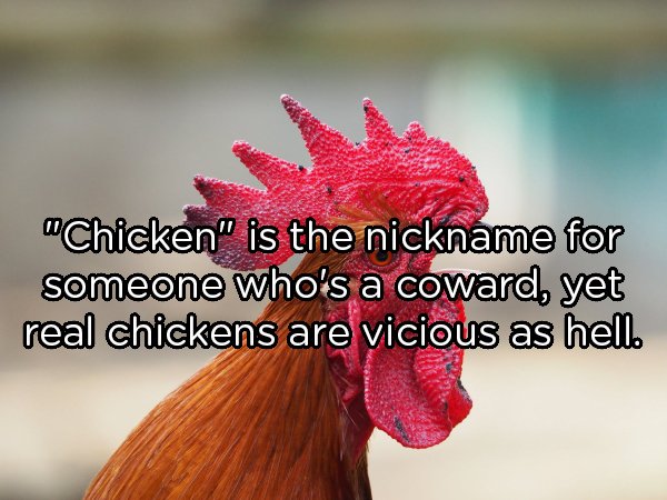 rooster - "Chicken" is the nickname for someone who's a coward, yet real chickens are vicious as hell.