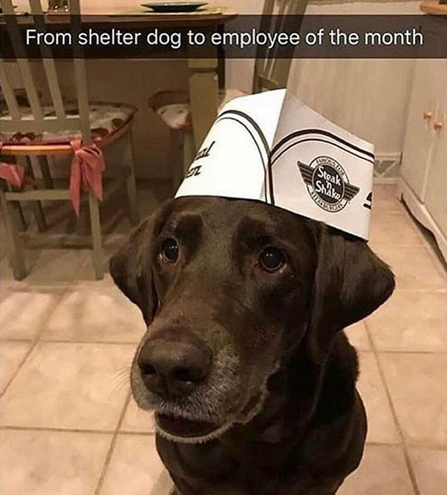 labrador retriever - From shelter dog to employee of the month Steak Shake