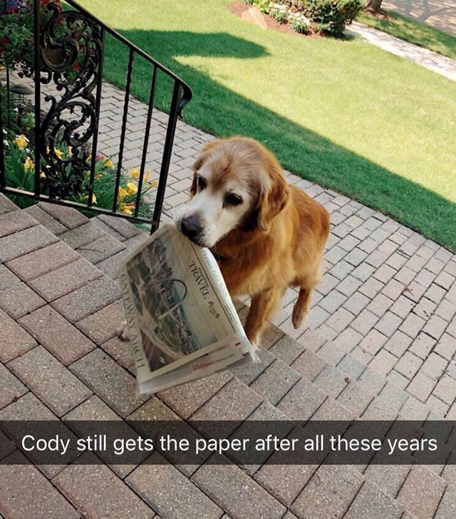 Dog - Travel A Cody still gets the paper after all these years