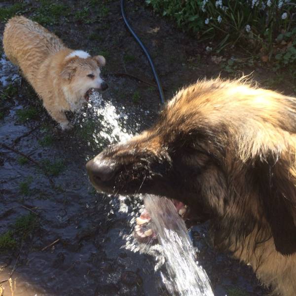 dog drinking water meme