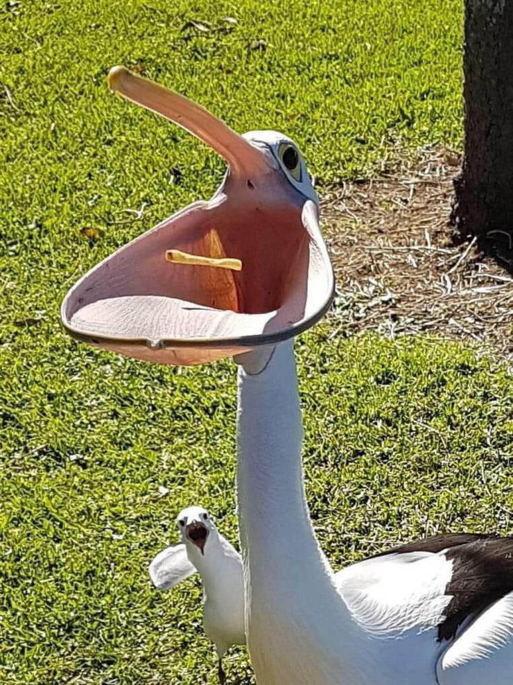 pelican french fry