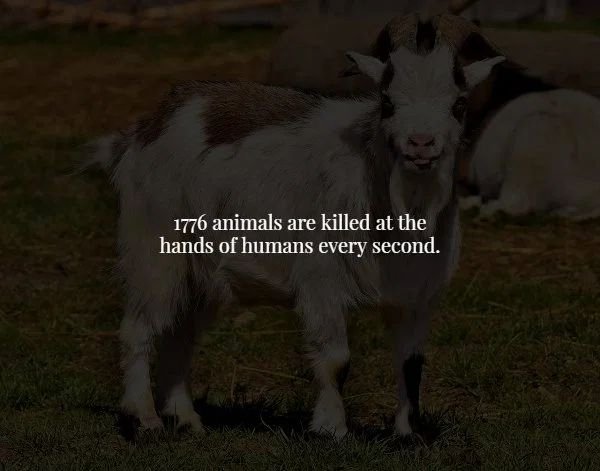 goat - 1776 animals are killed at the hands of humans every second.