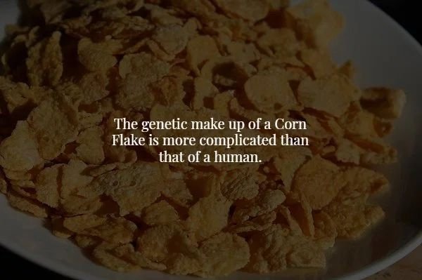 cornflix food - The genetic make up of a Corn Flake is more complicated than that of a human.