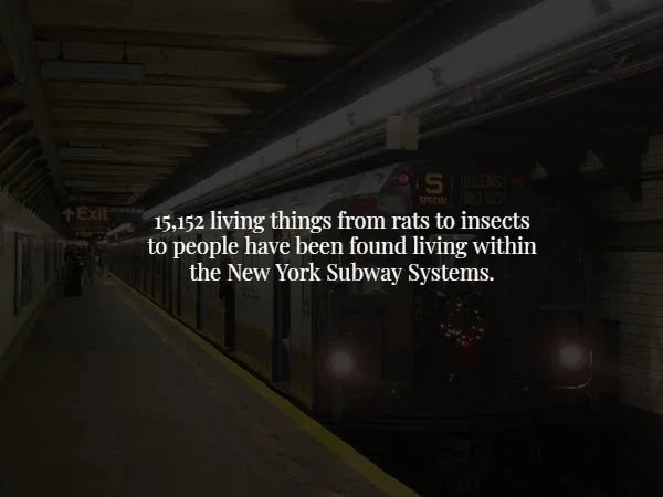 rapid transit - 15,152 living things from rats to insects to people have been found living within the New York Subway Systems.