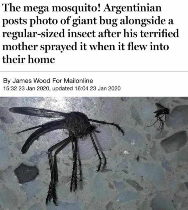 The mega mosquito! Argentinian posts photo of giant bug alongside a regularsized insect after his terrified mother sprayed it when it flew into their home By James Wood For Mailonline , updated