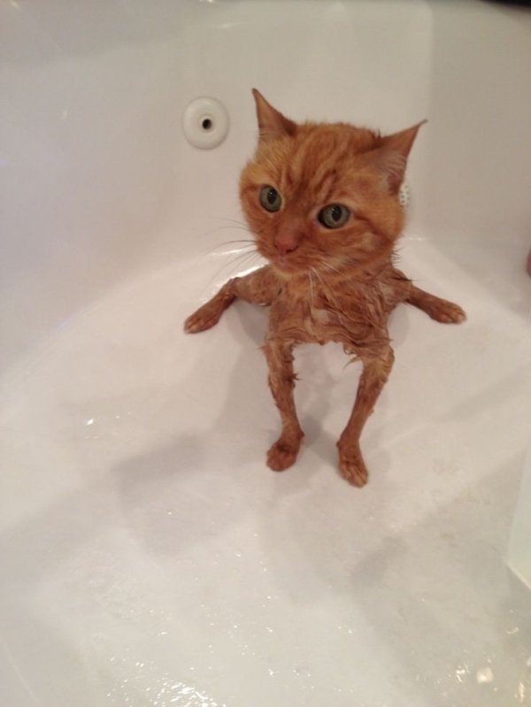 wet kitty