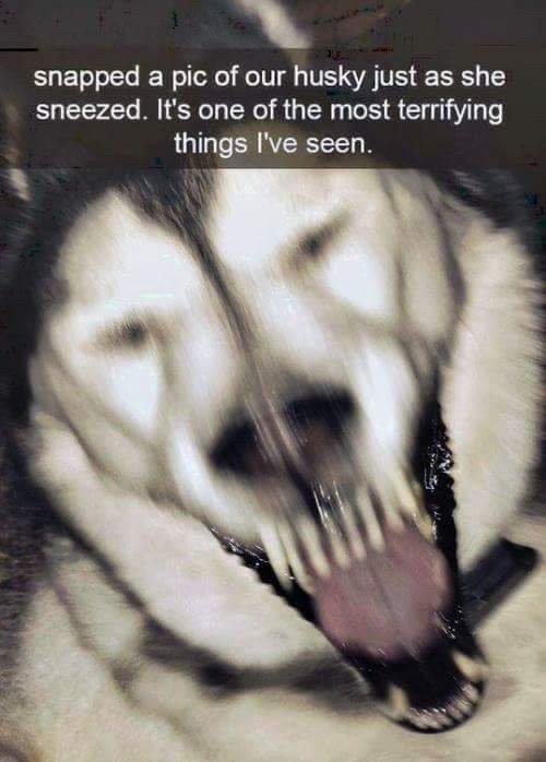 creepy pics - will make you say nope - snapped a pic of our husky just as she sneezed. It's one of the most terrifying things I've seen.