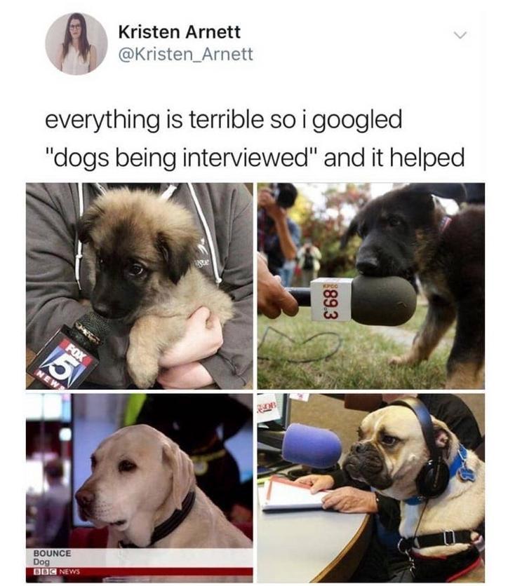 dogs being interviewed - Kristen Arnett everything is terrible so i googled "dogs being interviewed" and it helped 89.3 Bounce Dog Boc Nev
