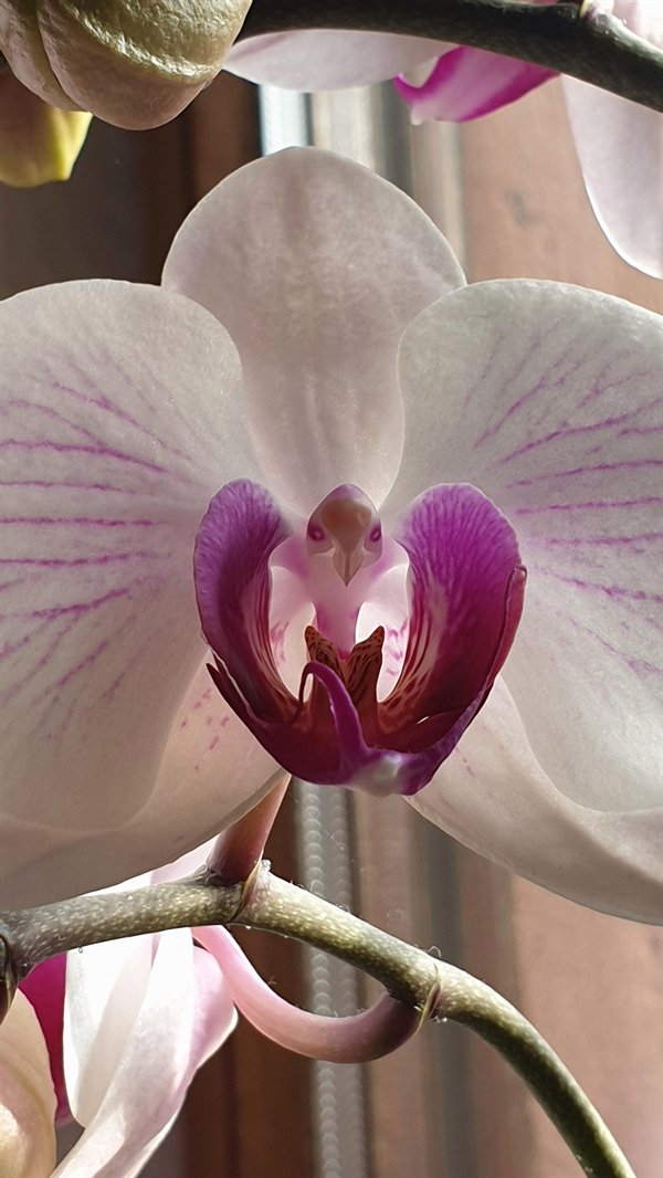 Moth orchids