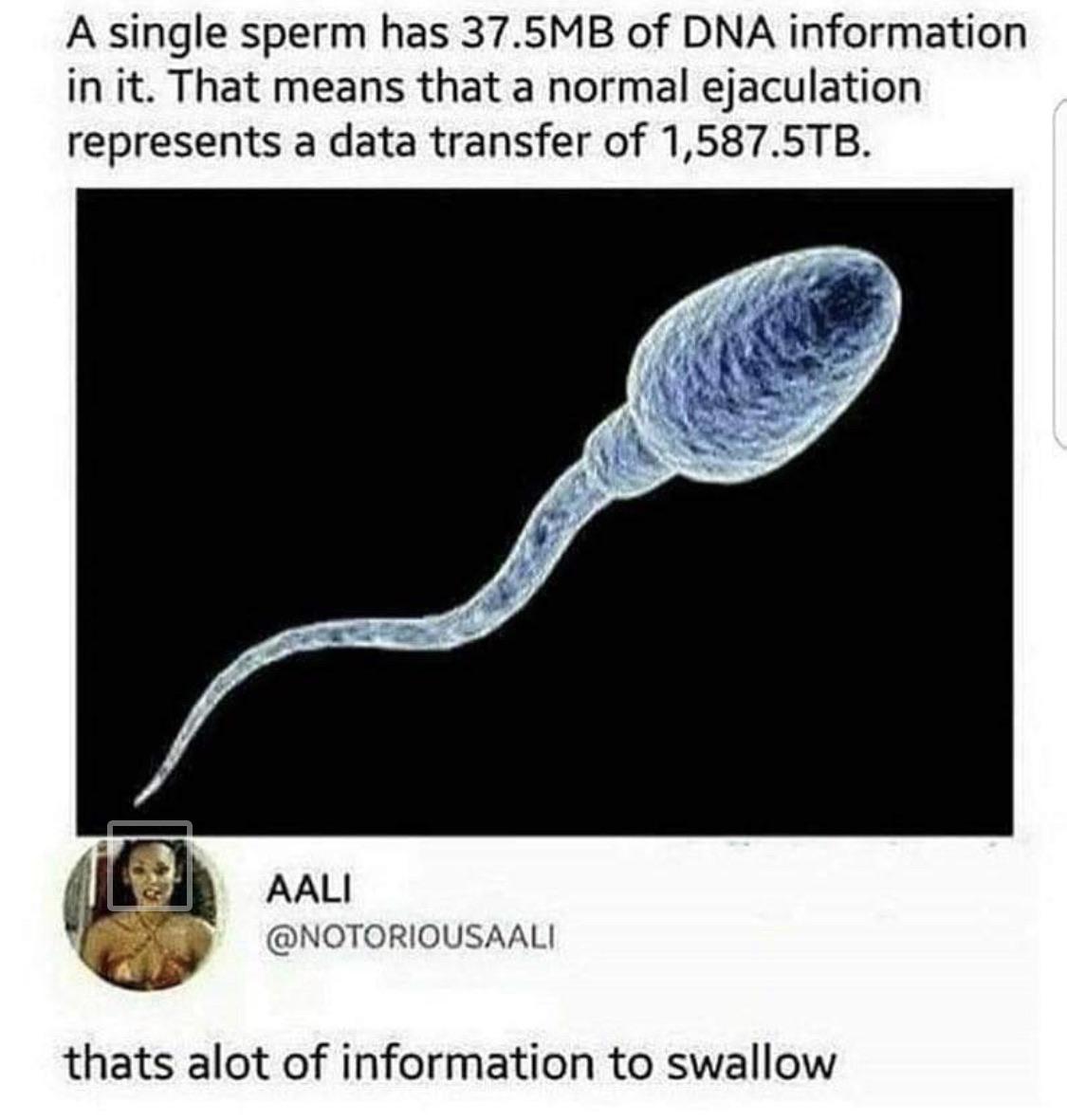 single sperm has 37.5 mb of dna information in it - A single sperm has 37.5MB of Dna information in it. That means that a normal ejaculation represents a data transfer of 1,587.5TB. Aali thats alot of information to swallow