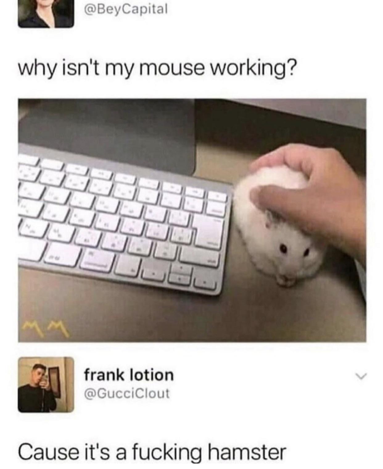 isn t my mouse working - Capital why isn't my mouse working? frank lotion Cause it's a fucking hamster