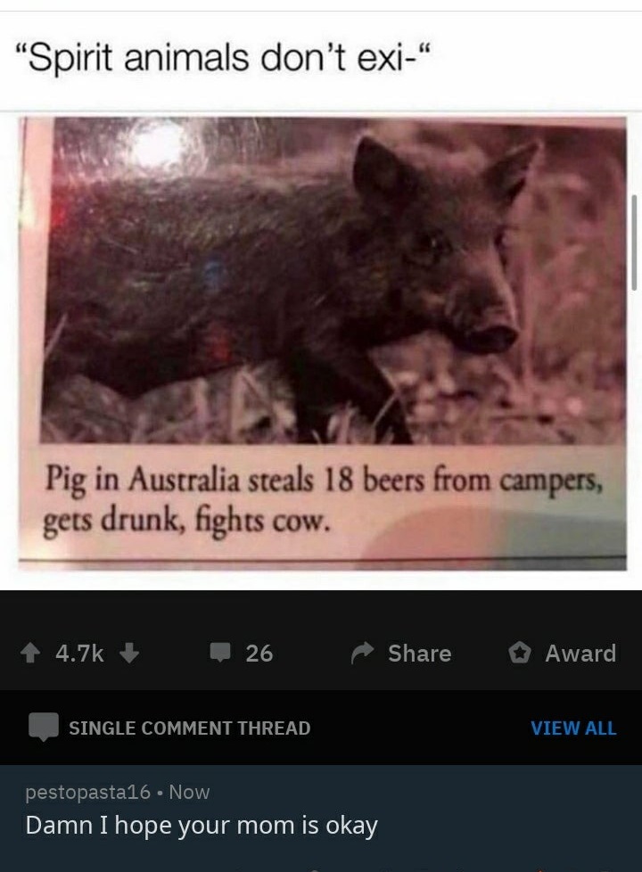 spirit animals memes - "Spirit animals don't exi Pig in Australia steals 18 beers from campers, gets drunk, fights cow. 4 26 Award Single Comment Thread View All pestopasta16. Now Damn I hope your mom is okay