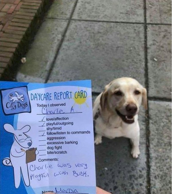 dog daycare report card - S Daycare Report Card City Dogs Today I observed Charlie love affection playfuloutgoing shytimid listen to commands aggression excessive barking dog fight bitescratch Charlie was very Playful with Buck. Nama Marcia