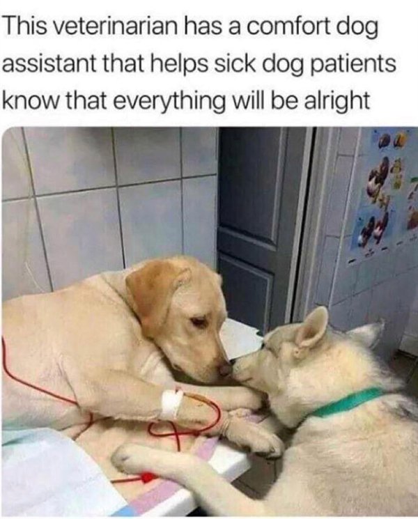 dank memes wholesome memes - This veterinarian has a comfort dog assistant that helps sick dog patients know that everything will be alright