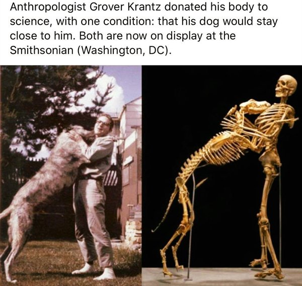 grover krantz - Anthropologist Grover Krantz donated his body to science, with one condition that his dog would stay close to him. Both are now on display at the Smithsonian Washington, Dc.