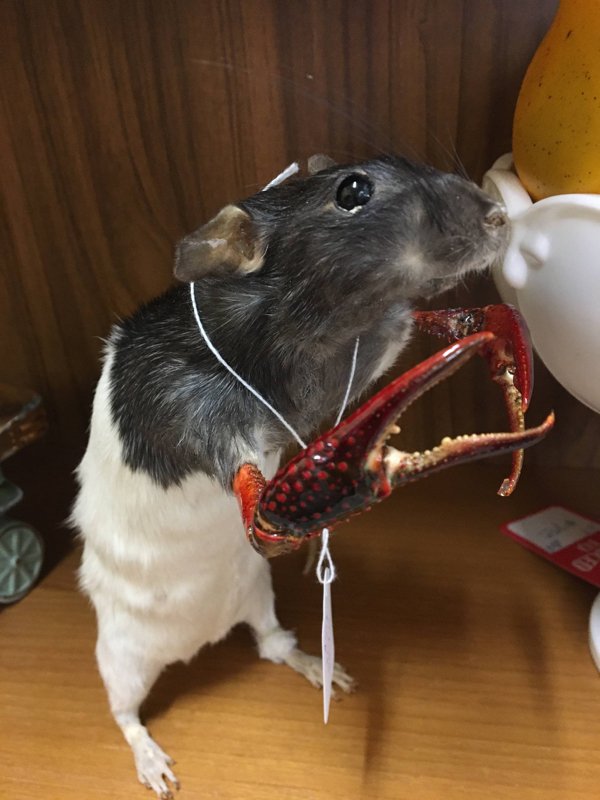 rat