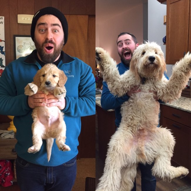 goldendoodle then and now -